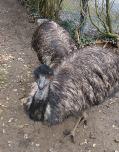 restaurant masia canjane animals emus